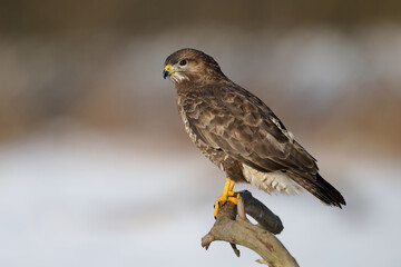 Common buzzard (Buteo buteo)