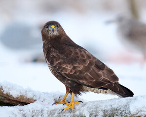 Common buzzard (Buteo buteo)