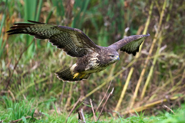 Common buzzard (Buteo buteo)