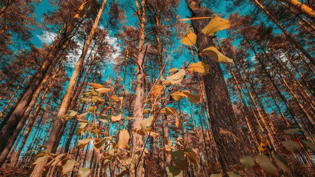 Autumn Mood Timelapse. Frangula Alnus or Alder Buckthorn Glossy Buckthorn, Or Breaking Buckthorn. Alder Buckthorn Foliage Turn Yellow Autumn. From Summer Green To Autumn Yellow. Time Lapse, Time-lapse