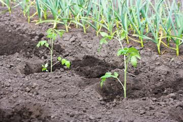 Tomato seedlings planted in the spring in the ground.