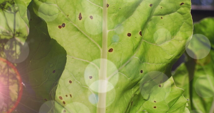Composite image of spots of light against close up of a green leaf