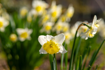 a white daffodil in bloom in spring
