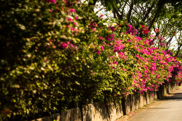 Close-up of Bougainvillae flowers against blue sky,asclepiadaceae tree bark glides over the surface of the wood, extends the territory,