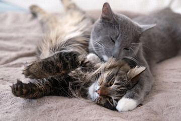 Adorable video with tender moments of interaction between two gray striped cats. 2 feline groom each other's paws, faces, and cuddle. Warmth and coziness of family bonds. Friendship our beloved pets - obrazy, fototapety, plakaty