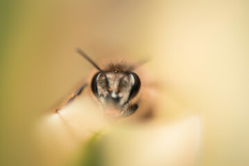 Macro photograph of Honey Bee