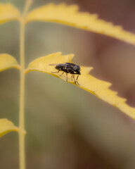 Macro photograph of a housefly sitting on a green leaf