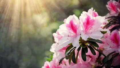 Foto op Aluminium アザレアの花と美しい射光 © mol