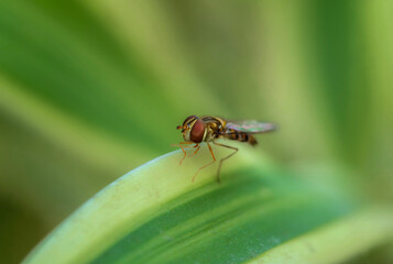Macro photograph of a Hover Fly sitting on a leaf