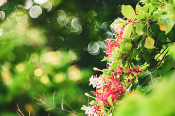 Combretum indicum flower are blooming and green leaf at summer,rangoon creeper, and combretum indicum is a vine with red flower clusters and is found in asia,