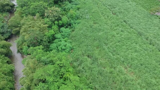 Bushes field Near the Small River