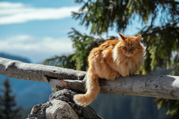Low angle view of a mountain cat sitting on tree trunk - Powered by Adobe
