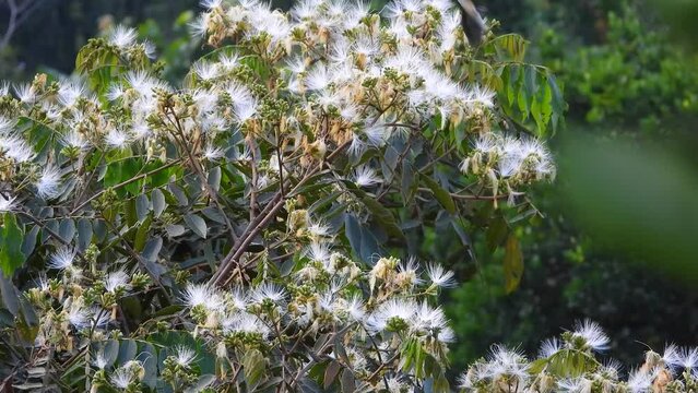 fast squirrel cuckoo pops its head out of a rare fruit tree called ice cream bean tree in  La Vega, Colombia