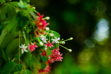 Combretum indicum flower are blooming and green leaf at summer,rangoon creeper, and combretum indicum is a vine with red flower clusters and is found in asia,
