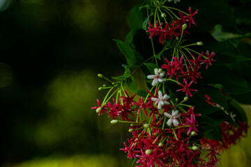 Combretum indicum flower are blooming and green leaf at summer,rangoon creeper, and combretum indicum is a vine with red flower clusters and is found in asia,