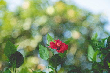 The striking crimson-red flowers of a thriving Sleeping Hibiscus (Malvaviscus penduliflorus) tree - a member of the Malvaviscus family - showing the different stages of flowering