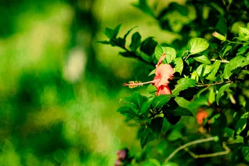 Gordijnen a flowering plant in the Hibisceae tribe of the family Malvaceae.Hibiscus glanduliferus Craib (Malvaceae) in a garden.Pink Hibiscus Rosa-Sinensis © MR KIM