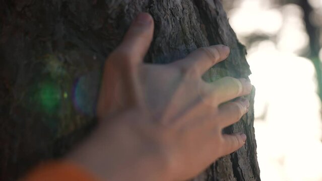 Environment concept. love for nature. ecology. man's hand on a tree trunk. protection from pollution and deforestation.man's hand lies on tree trunk. connecting man with nature. nature lover hugs tree