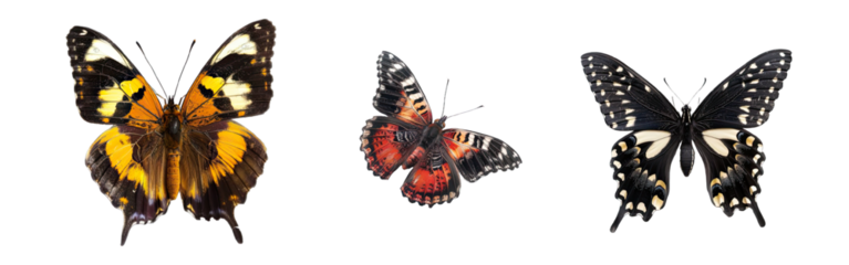 Collection of PNG. Butterfly isolated on a transparent background.