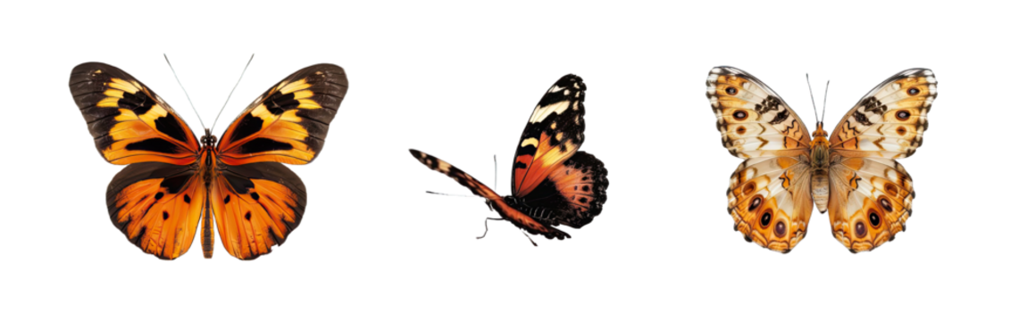 Collection of PNG. Butterfly isolated on a transparent background. - Powered by Adobe