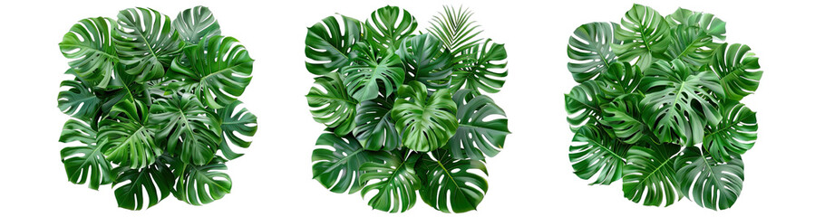 Collection of PNG. Green leaves of tropical plants bush (Monstera, palm, rubber plant, pine, bird's nest fern) isolated on a transparent background.