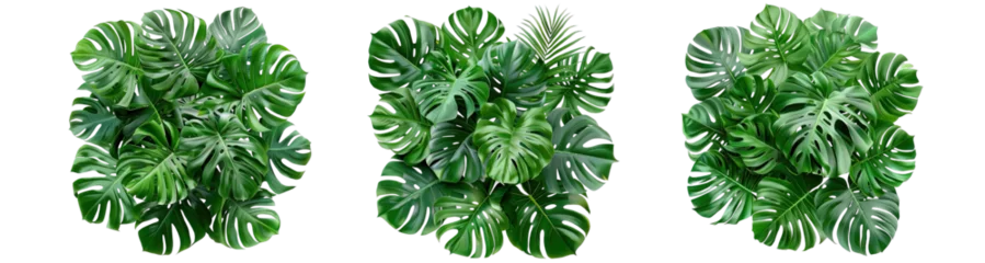 Tapeten Monstera Collection of PNG. Green leaves of tropical plants bush (Monstera, palm, rubber plant, pine, bird's nest fern) isolated on a transparent background.