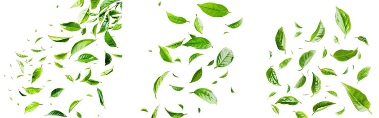 Collection of PNG. Fresh green tea leaves falling isolated on a transparent background.