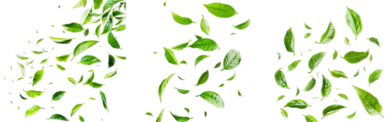 Collection of PNG. Fresh green tea leaves falling isolated on a transparent background.