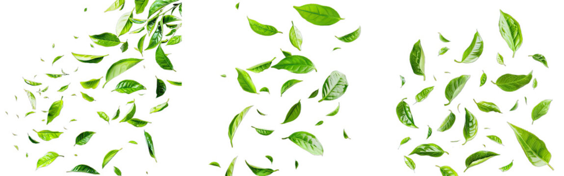 Collection of PNG. Fresh green tea leaves falling isolated on a transparent background.