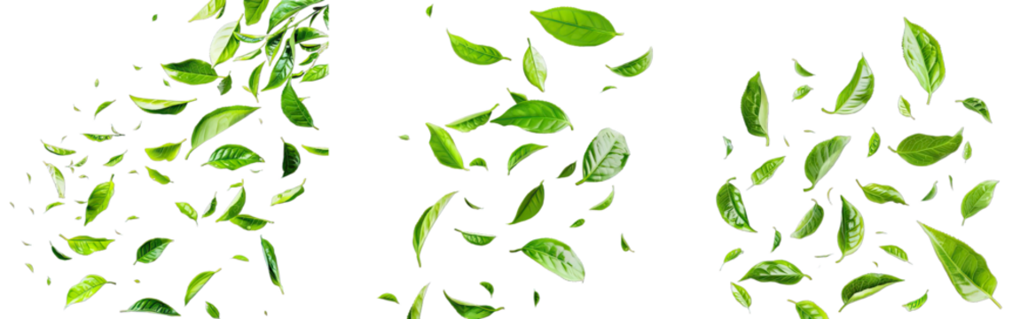Collection of PNG. Fresh green tea leaves falling isolated on a transparent background.
