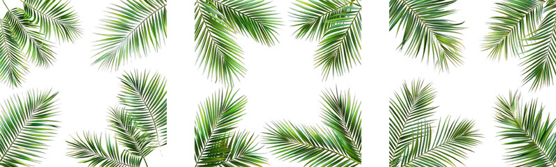 Collection of PNG. Palm leaves frame evergreen summer isolated on a transparent background.
