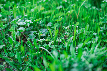 Green grass in the meadow close-up background. Shallow depth of field. 