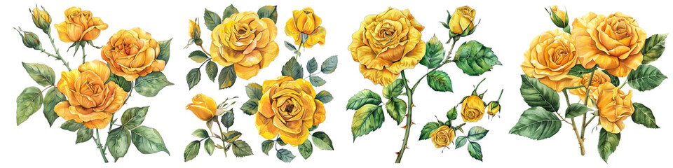 Collection of PNG. Watercolor yellow roses and leaves isolated on a transparent background. - obrazy, fototapety, plakaty