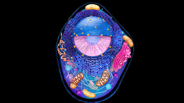 Abstract illustration of the biological cell