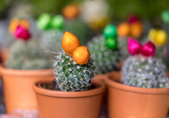 Colorful miniature cacti at the flower market in Funchal, Madeira, Portugal