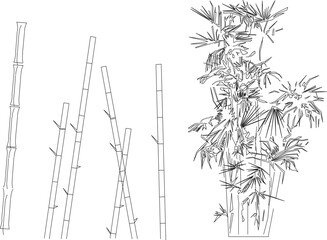 vector sketch illustration of bamboo plant tree design for completeness of the image