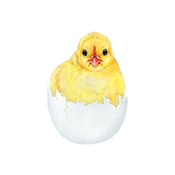 Newborn chick in a egg shell. Watercolor painted illustration. Hand drawn small fluffy chicken hatched from the egg. Funny chick farm bird element on white background