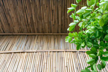 bamboo fence and green bush background.