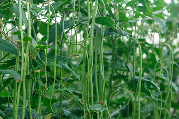 Obraz premium Long bean plants in growth at vegetable field