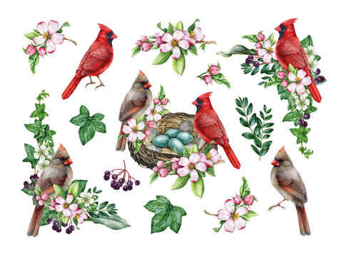 Vintage style spring season decor set with garden bird and flowers. Watercolor illustration. Hand drawn red cardinal bird, nest, garden flowers, berries, ivy, leaves element. Easter festive decor.