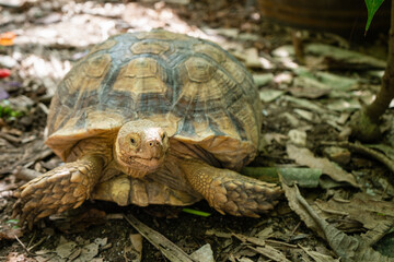 Sulcata tortoise, African spurred tortoise.