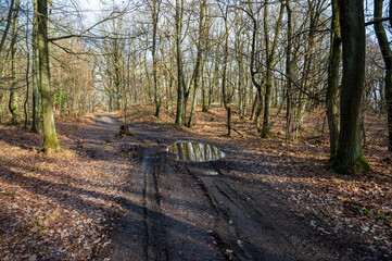 Unpaved road with mud and puddle in autumn forest.