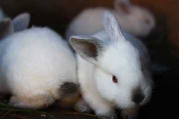 Little white rabbits. - 757806243