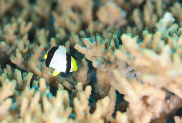 可愛い幼魚　ヤリカタギ　久米島