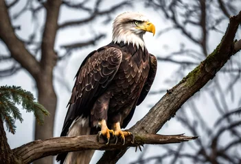 Foto op Plexiglas american bald eagle © Sadia