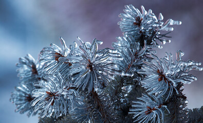 Frozen Splendor: Frost Creates a Magical Scene on Tree Branches