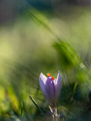 Wild Crocus purple flower's aerial form hovers in the low vegetation. The light creates vague...