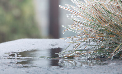 Frosty Blades: Delicate Ice Crystals Decorate the Dry Grass