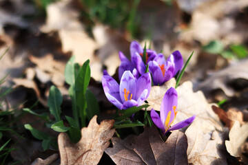 Blooming purple crocus flowers close up, sunny spring day. Flowers in nature outdoors. Beautiful...