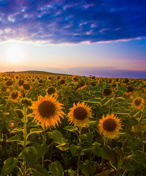 summer floral nature scenery, blooming yellow sunflowers on the field